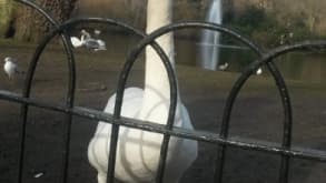 London - Connection with nature in a memoral place - null