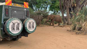 Samburu Trails - See the beauty of the Samburu reserve - null