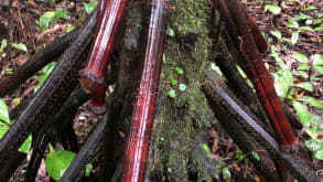 Campococha (Ahuano) - To do cacao tours, see wildlife (in the animal shelter), sleep one night in a hammock in the Amazon - What does this remind you of?