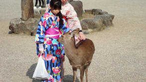 Nara - Stunning temples and bowing deer - null