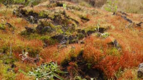 Dayagama - National Park on top of a flat mountain with great views - null