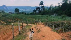 Vinales - To experience the countryside and learn about tobacco farming. - null