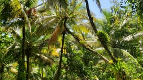 Bocas del Toro - null - null