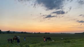 Port Meadow - Relaxing and having a delicious Sunday meal - The horses on Port Meadow at sunset