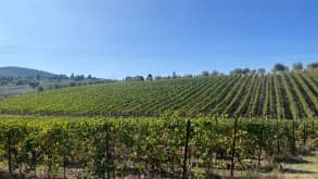 Tuscany - Wine and relaxation - Chianti Vineyards