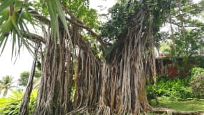 Basse-Terre - Nature : hiking on the volcano, going in to waterfalls - Deshaies