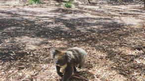 Kangaroo Island - nature and wildlife - null