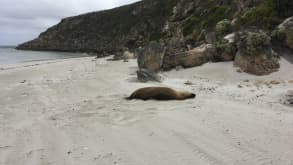 Kangaroo Island - nature and wildlife - null