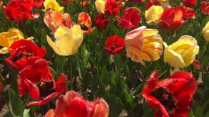 Holland - Tulip Time and The Dutch Village - null