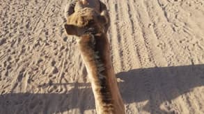 Sharm El-Sheikh - camel riding, bedouin village, quad biking through desert - camel riding