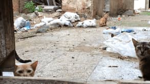 Havana - null - null