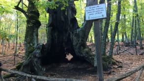 El Tiemblo - The 'El Castañar' Chestnut Forest - El Abuelo...a chestnut tree estimated to be over 600 years old!