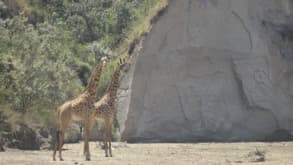 Lake Naivasha - Road trip - null