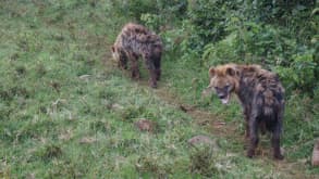 Aberdare National Park - Road trip - null