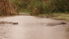 Tsavo West - Safari tour - null