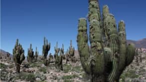 Salta - well known wines internationally and nice places to meet - rute to cachi