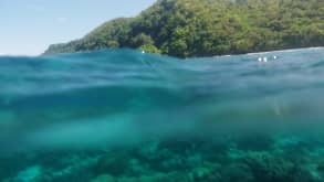 Apo Island - snorkelling with turtles - null