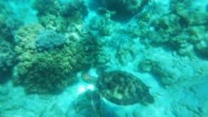 Apo Island - snorkelling with turtles - null