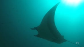 Tamarindo - To enjoy surfing and diving ! - Diving in Catalinas islands, giant manta ray