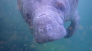 Orlando - Manatees, Rivers, Springs, State Parks, and Amusement Parks - null