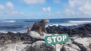 Puerto Ayora - The most touristic location on the Galapagos where you can find lots of tour operators, food options and souvenir shops - Iguanas at Tortuga Bay