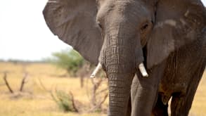 Namibia - Visiting Etosha National Park - null