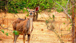 Namibia - Visiting Etosha National Park - null