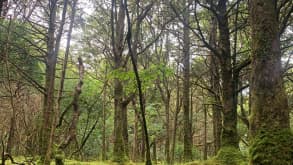 Killarney - Highest peak in Ireland - null