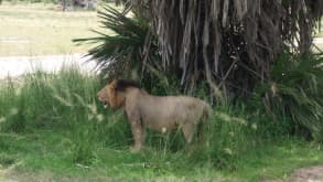 Selous Mapumziko Lodge - To see free wild life . - null