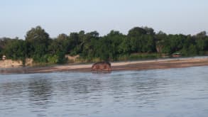 Selous Mapumziko Lodge - To see free wild life . - null