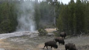 Yellowstone National Park - Wildlife spotting - null