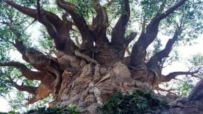 Orlando - Get to know some Disney parks and visit friends - Animal Kingdom