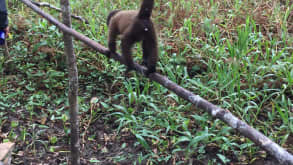 Iquitos - Vacation, exploring the Amazon - null