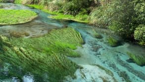 Blue Spring (Te Waihou Walkway). Leslie Road entrance is closed. Use Whites Road instead. - null - null