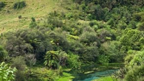 Blue Spring (Te Waihou Walkway). Leslie Road entrance is closed. Use Whites Road instead. - null - null