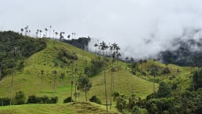 Casa Campo Valle De Cocora - Hike, nature, tallest palm trees - null