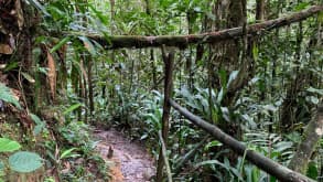 Mocoa - Outdoor adventures in the jungle and ancient healing ceremonies. - Trekking path through the jungle...