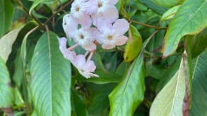 Golden Gate Park - museums and activities - Flowers inside the Golden Gate Park
