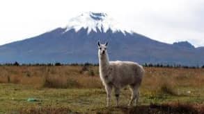 Cotopaxi - A real active volcano. a ancient sacred mountain. See the wolves and a beutifull view - null