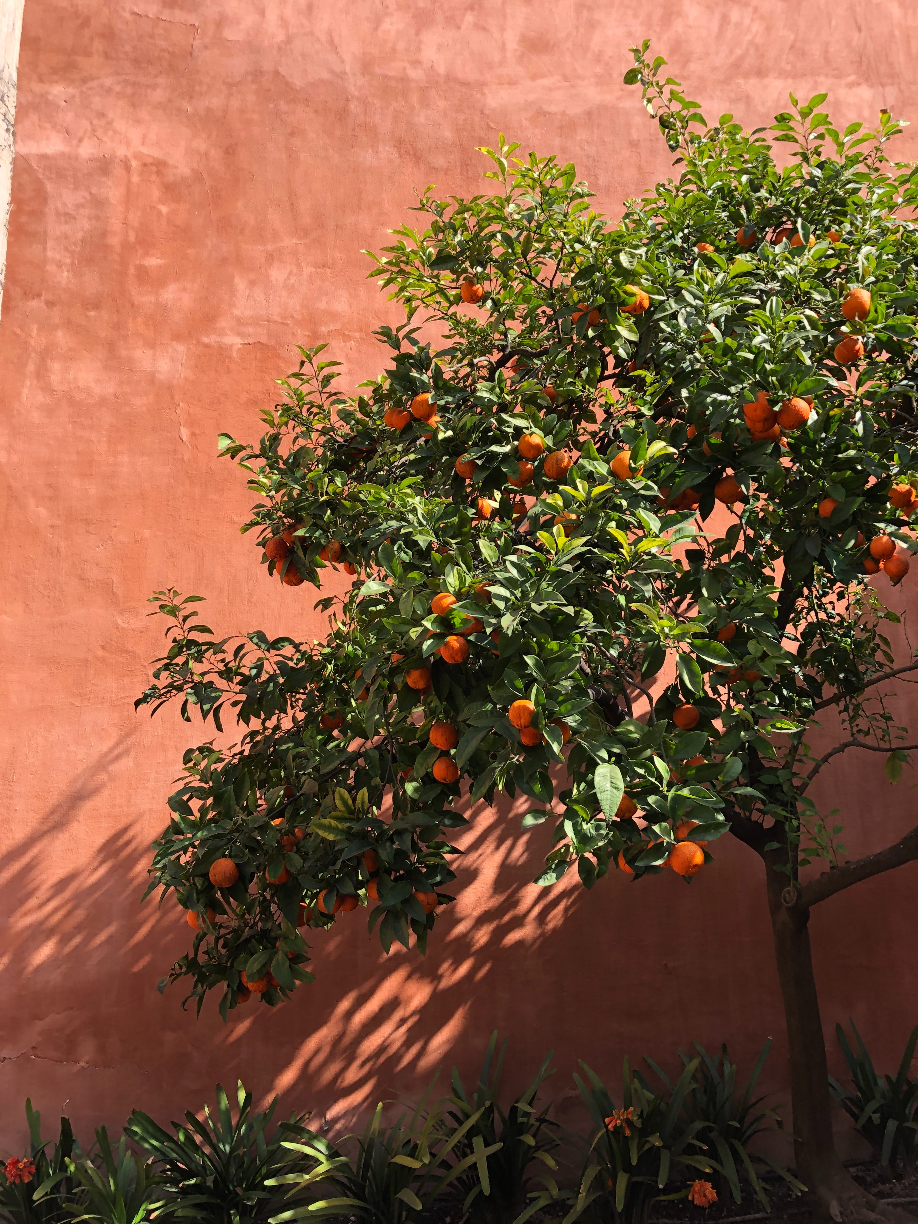 Orange trees are everywhere (but don't eat them, they are quite bitter).