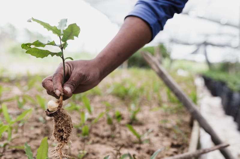 Ecosia uses its profits to plant trees.