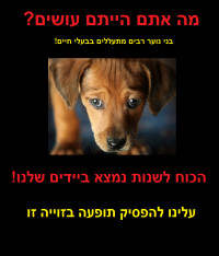 התעללות בני נוער בעלי חיים