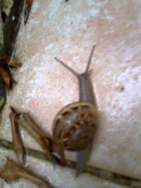 יוכרז החילזון לחיה מוגנת בישראל