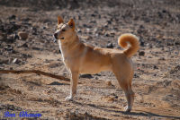 כלב הכנעני, מורשת חיה - The Canaan Dog, a Living Heritage