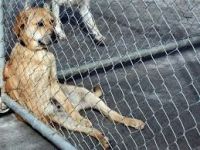 עצומה נגד התעללות בבעלי חיים ונגד אכילת בשר