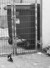 הגדלת תקציב עיקור/סירוס חתולי רחוב בגדרה