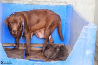 העלאת אגרת כלבת לכלבים לא מסורסים ולכלבות לא מעוקרות