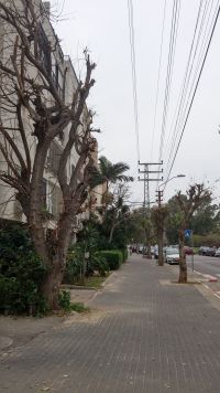 תושבי תל אביב מוחים נגד הגיזום הפראי של חברת החשמל