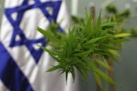 די להפללת צרכני הקנאביס
