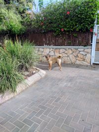 תושבי בת חפר נגד כלבים משוטטים